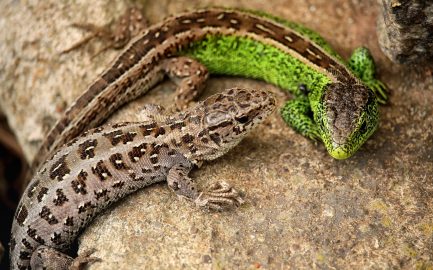 Species protection programme: sand lizards successfully relocated