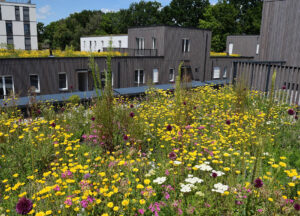 Artenvielfalt und Struktur-Elemente sorgen für Biodiversität auf dem Dach. Foto: Bundesverband GebäudeGrün e.V.